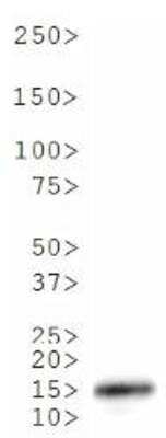 Western Blot: Histone H3 [Trimethyl Lys18] AntibodyBSA Free [NB21-1143]